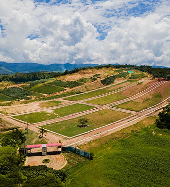 Orgánica